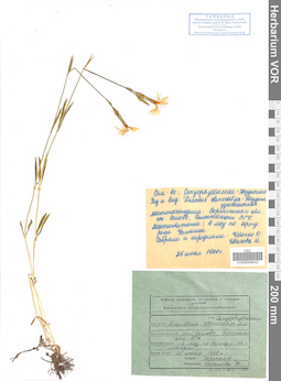VOR 0008642