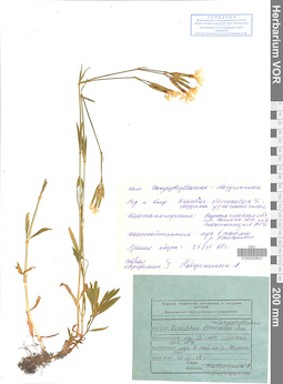 VOR 0008641