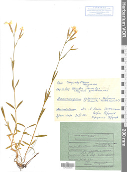 VOR 0008639