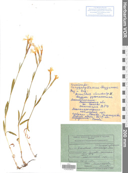 VOR 0008633
