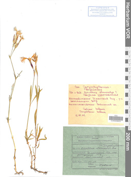 VOR 0008632