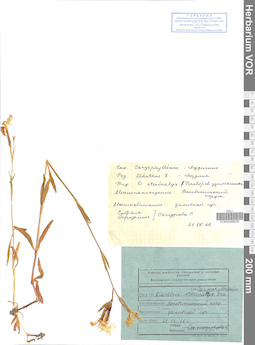 VOR 0008630