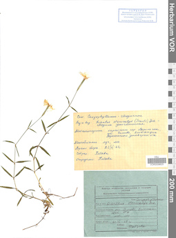 VOR 0008625