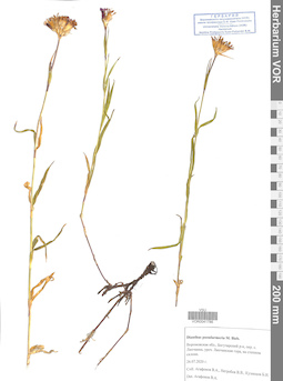 VOR 0041786