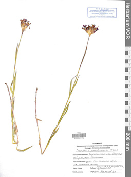 VOR 0041782