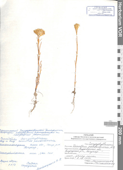 VOR 0008591