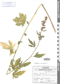 VOR 0043019