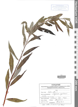 VOR 0043023