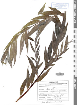 VOR 0043024