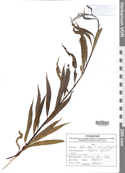 VOR 0043026