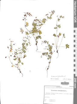 VOR 0043056