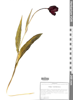 VOR 0043133