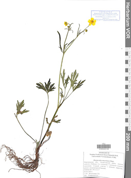 VOR 0043146