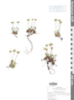 VOR 0043150