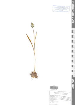 VOR 0043152