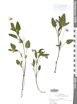 VOR 0043155