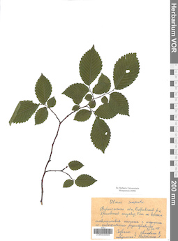 VOR 0043505