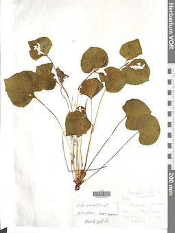 VOR 0043514