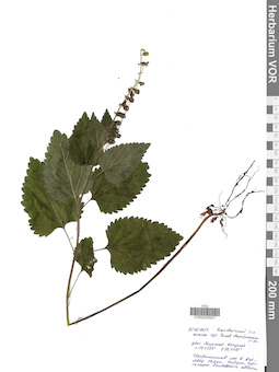 VOR 0043521