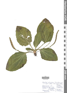VOR 0043528