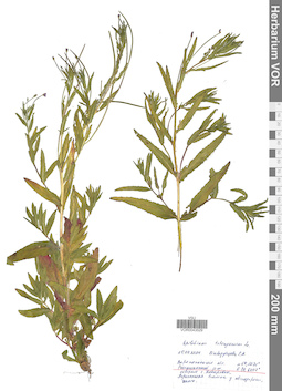 VOR 0043529