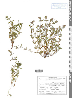 VOR 0043536