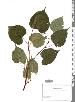 VOR 0043537