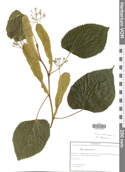 VOR 0043538