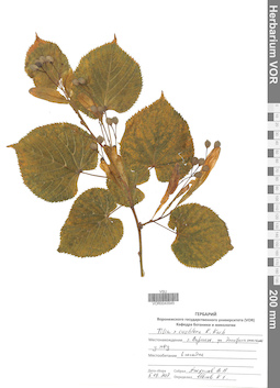 VOR 0043545