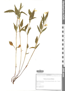VOR 0043546