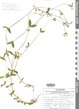 VOR 0043549