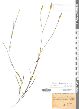 VOR 0043574