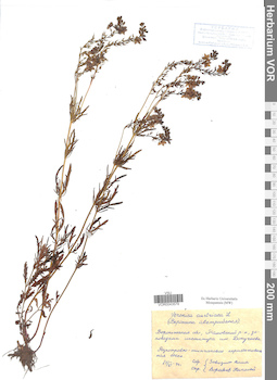 VOR 0043579