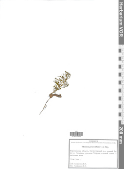 VOR 0043595