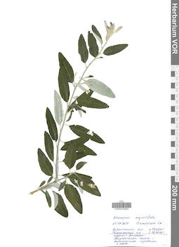 VOR 0043605