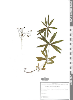 VOR 0043609