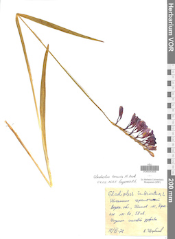 VOR 0043626