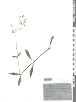 VOR 0043636