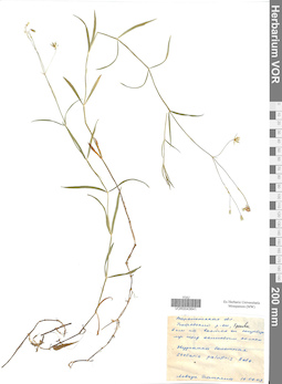 VOR 0043641