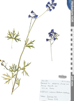 VOR 0043642