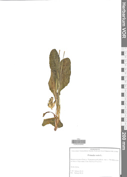 VOR 0043649