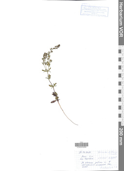 VOR 0043656