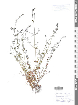 VOR 0043663