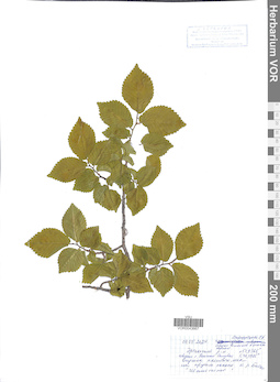 VOR 0043667