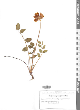 VOR 0044145