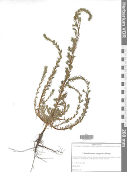 VOR 0044165