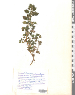 VOR 0023050