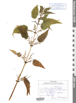 VOR 0023056