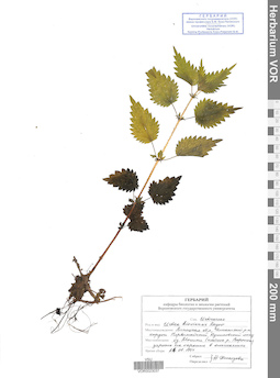 VOR 0023037