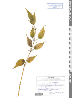 VOR 0023036